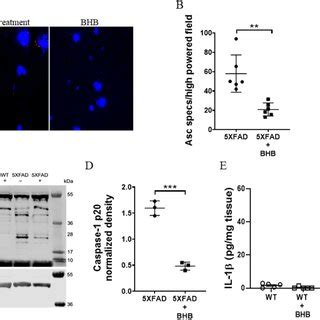 Bhb Treatment Leads To Fewer Plaques In Xfad Mice A Bhb Levels In