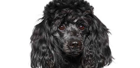 Black Poodle - A Complete Guide To The Black Poodle