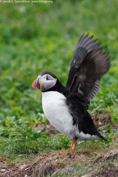 Atlantic Puffin 4