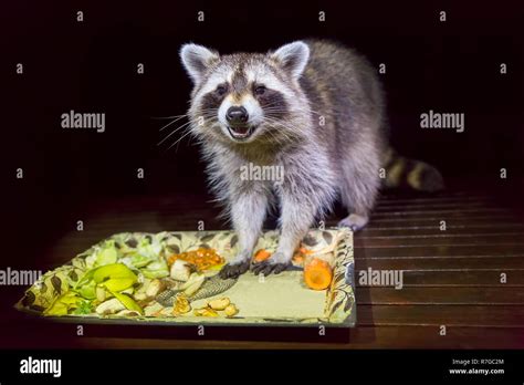 Mapache comiendo comida fotografías e imágenes de alta resolución - Alamy