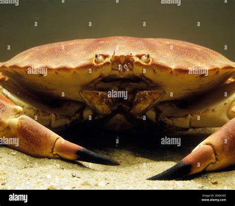 Edible Crab Cancer Pagurus Stock Photo Alamy