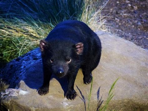 Tasmania: Tasmanian Devil Conservation Park – Travel2Unlimited