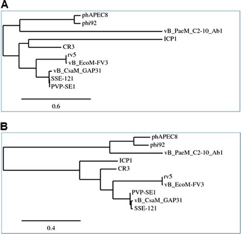 Phylogenetic Analysis Of Rv5 Related Phage Capsids Protein A And Dna