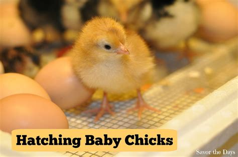 Savor The Days: Hatching Baby Chicks