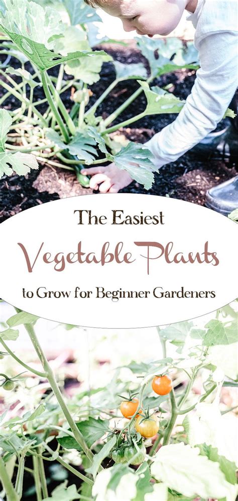 Easy and Foolproof Vegetable and Herb Plants for Beginner Gardeners