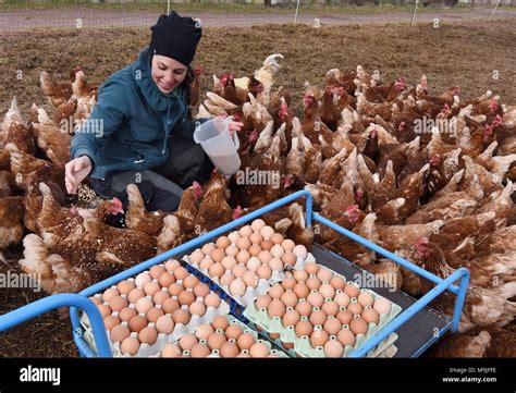 15 March 2018 Germany Darmstadt Katharina Vogel Feeds Brown Hens Of