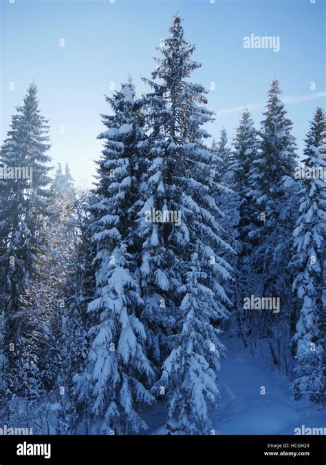 View on evergreen trees covered with snow Stock Photo - Alamy