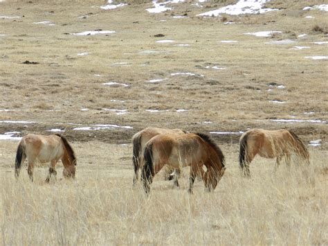 Hustai National Park - Home of the Takhi Wild Horses of Mongolia