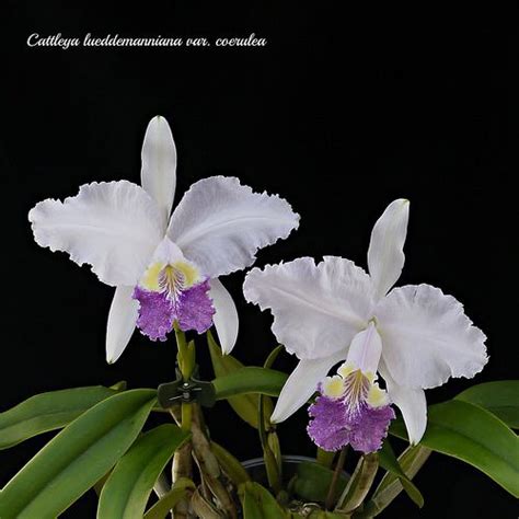 Cattleya Lueddemanniana Var Coerulea Cattleya Orchid Photo Orchidaceae