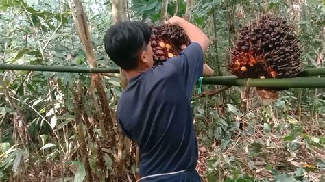 Cara Pemasangan Umpan Tupai Mengunakan Kelapa Sawit Youtube