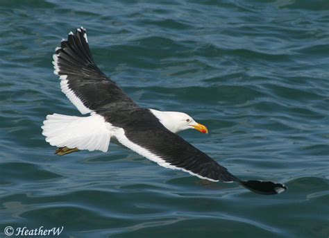 Kelp Gull - Species Information and Photos