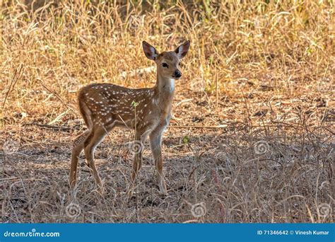 Spotted deer fawn stock photo. Image of habitat, chital - 71346642