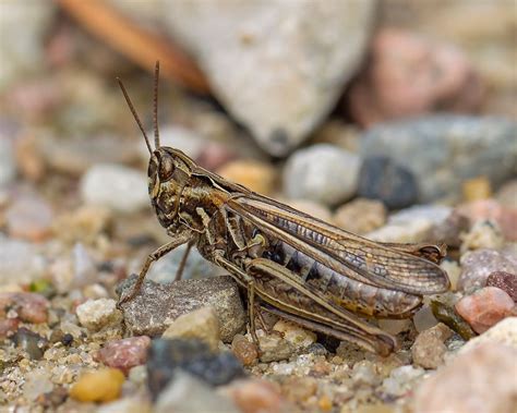 Chorthippus Brunneus Common Field Grasshopper Backgräshoppa