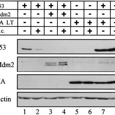 Lt Protects P Protein From Degradation Induced By Dicoumarol P