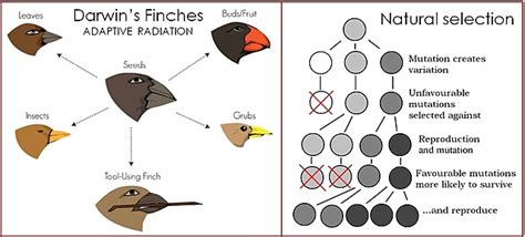 Darwin S Theory Of Evolution Chart