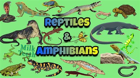 Pictures Of Amphibians And Reptiles