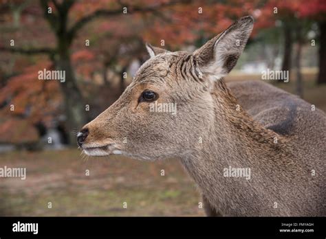 Deer Of Nara Park Stock Photo - Alamy