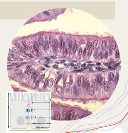 Bases histologie Généralités et tissus conjonctifs Cartes Quizlet