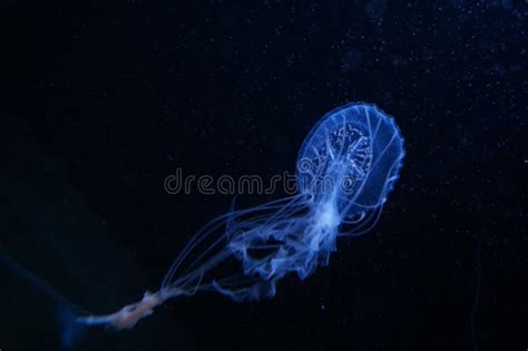 Blue Jelly Fish In Dark Water Stock Photo Image Of Blue Fish