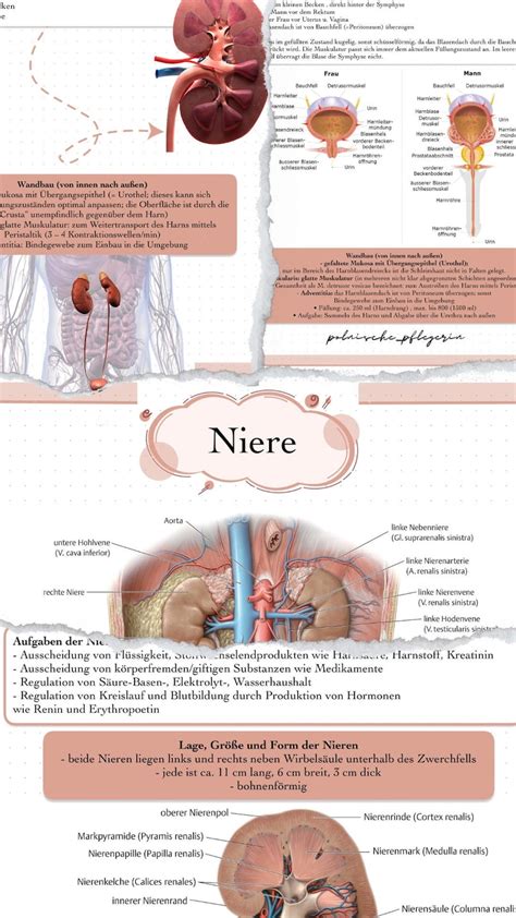 Niere Zusammenfassung Lernzettel Pflege Pflegefachfrau Etsy De