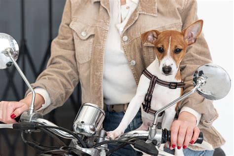 Consejos Para Viajar En Moto Con Tu Mascota Aventura Sobre Ruedas