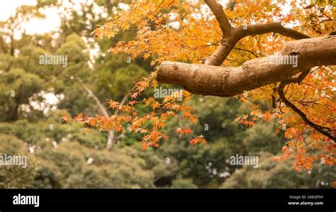 background autumn leaves in Japan Stock Photo - Alamy