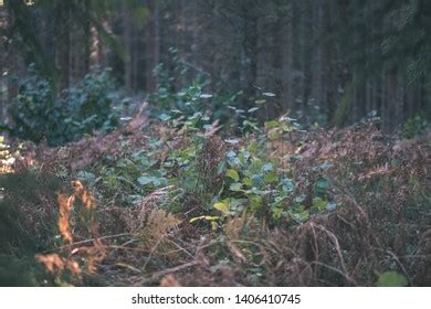 Naked Autumn Trees Few Red Leaves Stock Photo Shutterstock