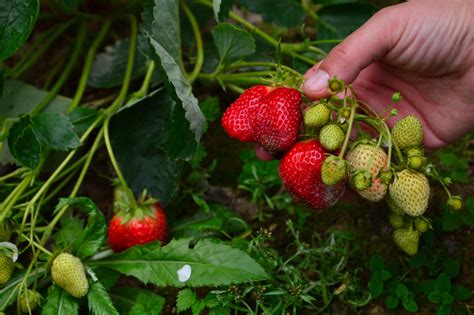 How To Choose Your Strawberry Plants