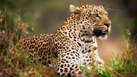 Wallpaper Animals Wildlife Big Cats Whiskers Leopard Jaguar