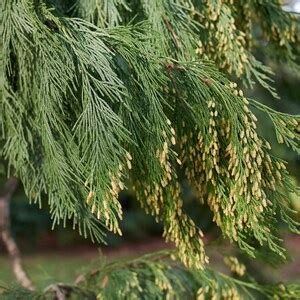 50 Cali Incense Cedar Tree Seeds Libocedrus Decurrens Uses Smudge