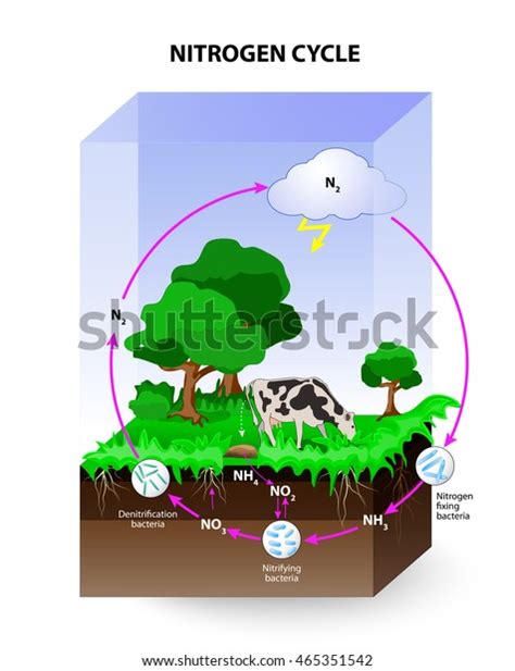 Ciclo De Nitr Geno Proceso Por El Cual Se Convierte El Nitr Geno Entre