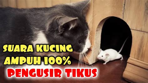 Suara Kucing Pengusir Tikus Cara Mengusir Tikus Ampuh Youtube