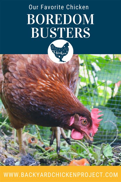 Boredom Busters A Dozen Ways To Entertain Your Chicken Flock