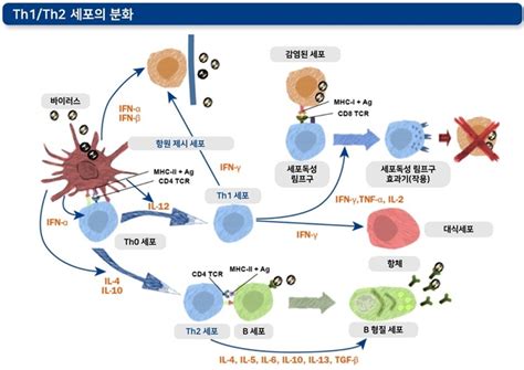 Prrs의 모든 지식6 Prrs 바이러스에 의한 면역 반응 억제