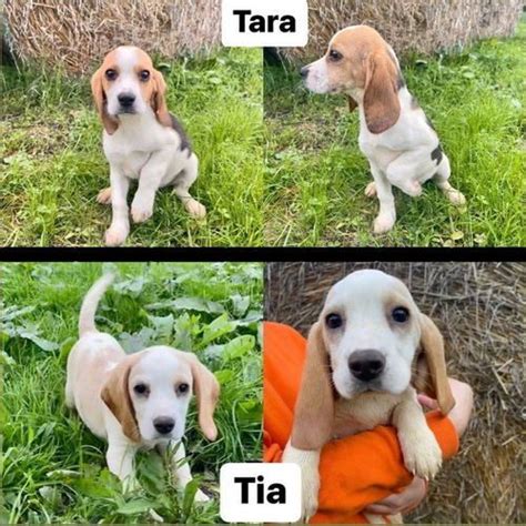 Chiots Beagles UnCompagnon Fr