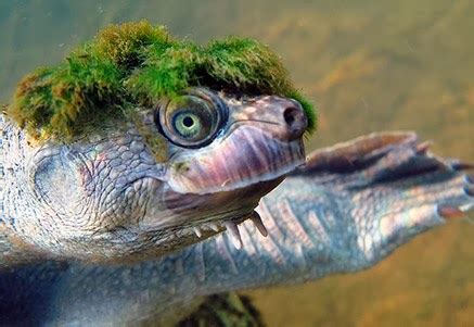 Mary River turtle ~ Animals World