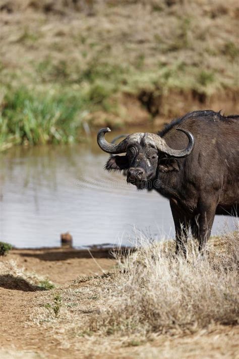 African Buffalo Drinking Water from a Pond in the Lewa Conservancy in ...