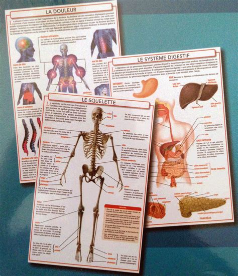 L Anatomie Du Corps Humain Funique Boutique En Ligne De Jeux Et