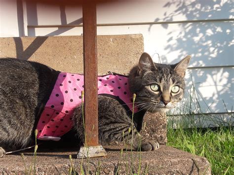 A very loud bird interrupted her outside time : r/MildlyStartledCats