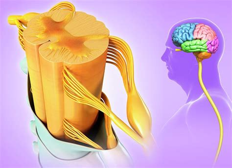 Spinal Cord Cross Section Photograph By Pixologicstudioscience Photo