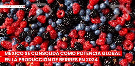 M Xico Se Consolida Como Potencia Global En La Producci N De Berries En