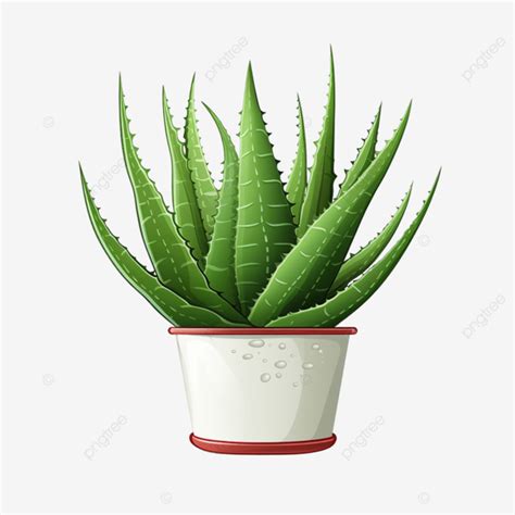 Aloe Vera Plant Illustration Aloe Vera Plant Png Icon Acute Png