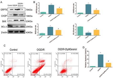 Ijms Free Full Text Geraniol Mediated Suppression Of Endoplasmic