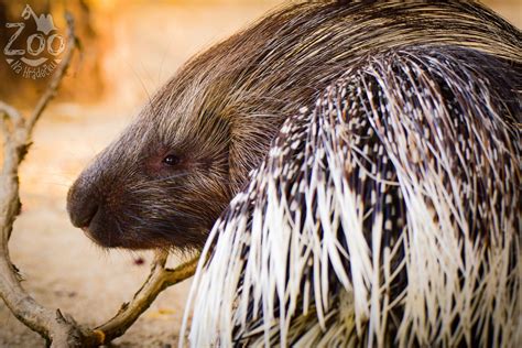 Dikobraz ObecnÝ Hystrix Cristata Zoonahradeckucz