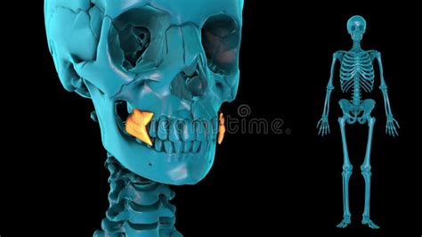 Buccinator 3d Model Stock Video Video Of Carpi Biology 157158703