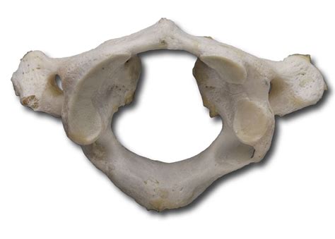 Anatomy Pathways Vertebral Column