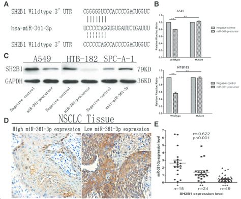 SH2B1 Is A Direct Downstream Target Of MiR 361 3p A Schematic Of The