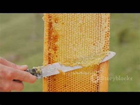 Sweet Alternatives The Journey Of Honey And Stevia AI Video YouTube