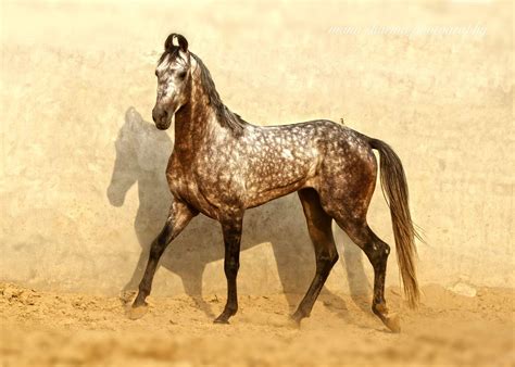 tofaan marwari horses unusual horse rare horses