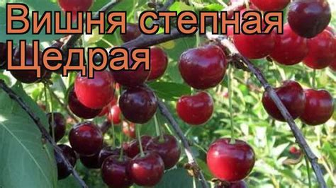 Вишня Маяк Описание Фото – Telegraph